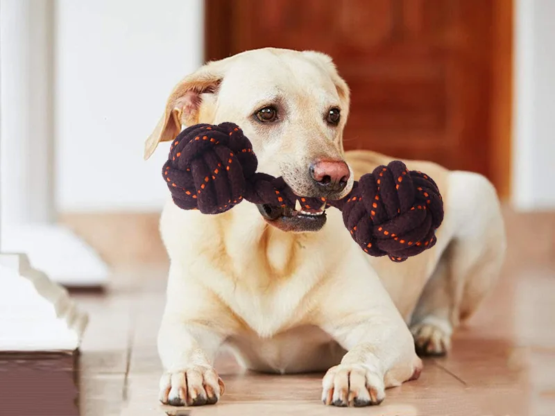 Comment choisir des jouets à mâcher pour chiens？
