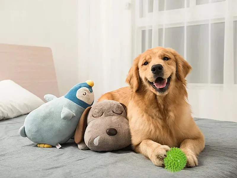 Comment garder votre animal heureux？