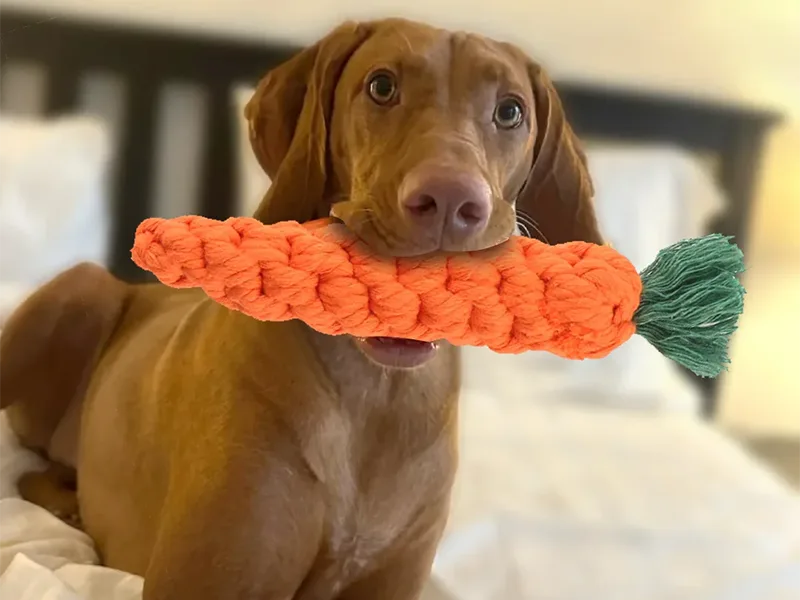 Types de jouets à mâcher des chiens